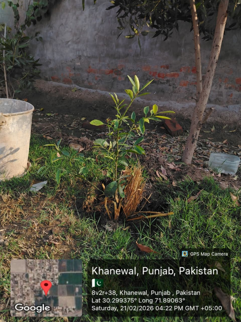 Planting Tree for Plant for Pakistan