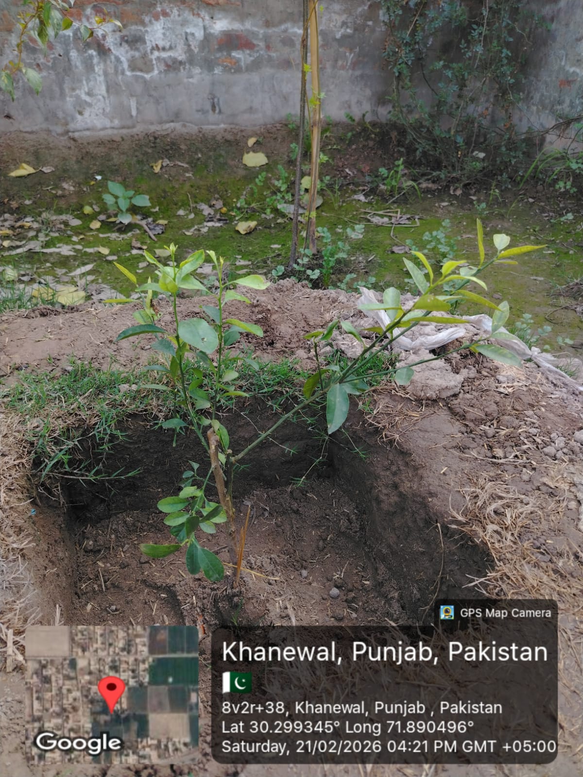 Planting Tree for Plant for Pakistan