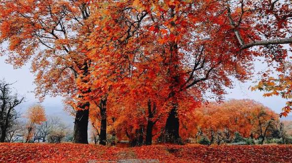 Kashmir's Chinar trees get a 'Digital Tree Aadhaar' for ...